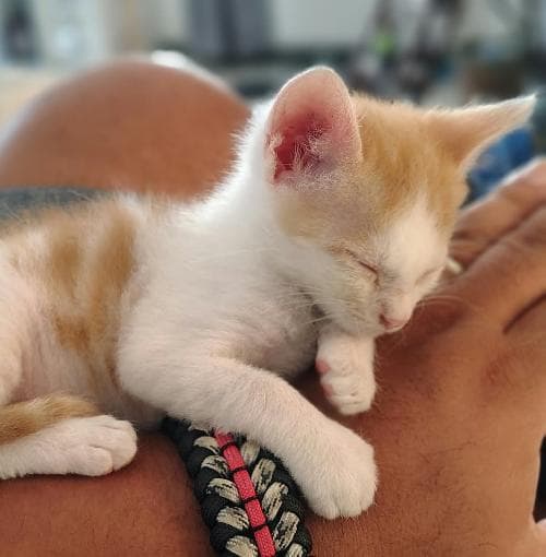 MELO