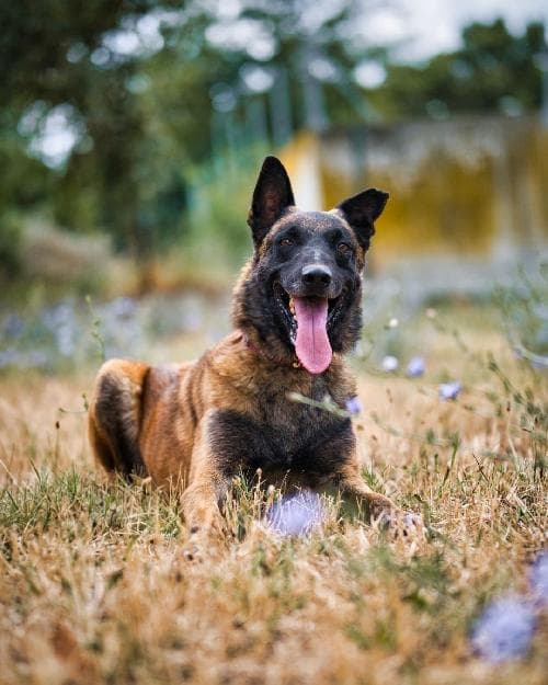 Photo principale de FRITZ