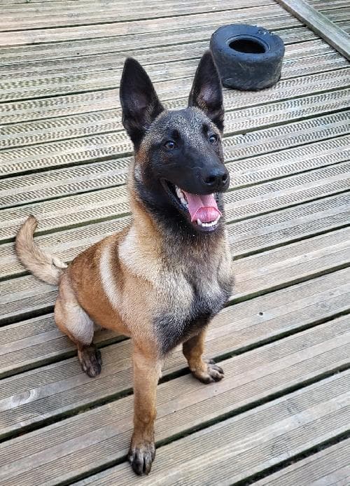 Photo principale de MILO