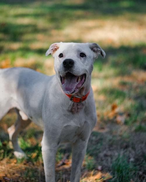 Photo principale de ALTAR / TOUBAB