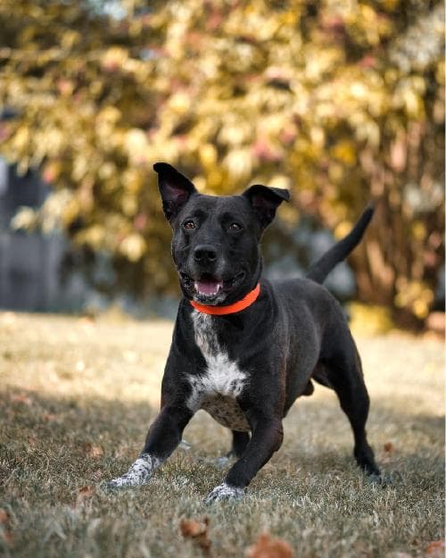 Photo principale de LOCO