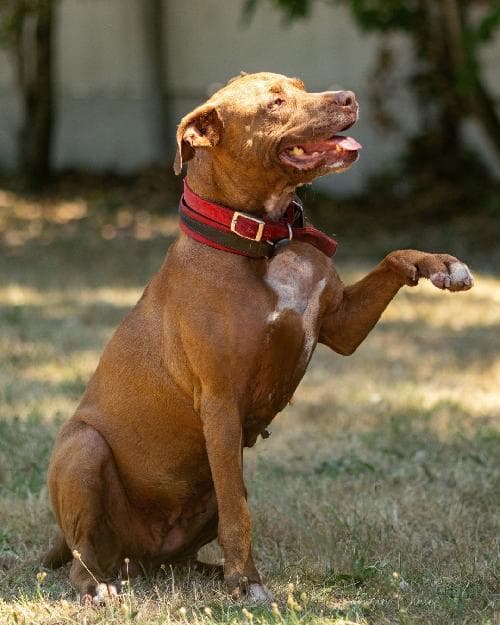 Photo principale de DEHYA / TAYA