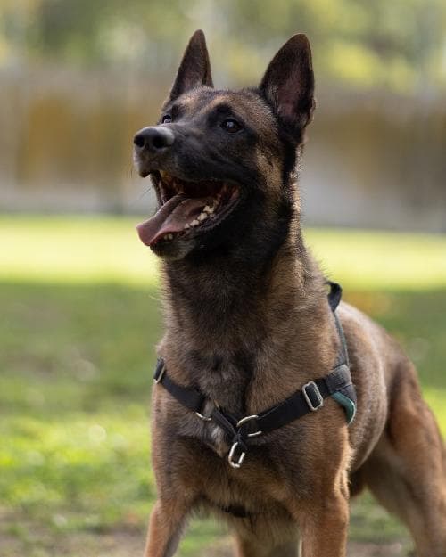 Photo principale de NAIKO