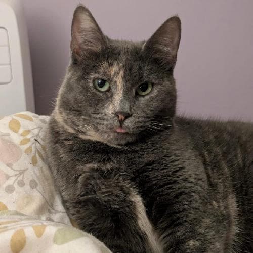 Photo principale de KARMETTE