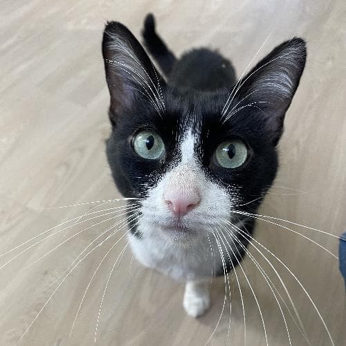 Photo principale de ALTO / SYLVESTRE