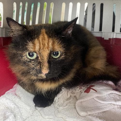 Photo principale de SELENIA