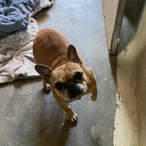 Photo principale de PETALE