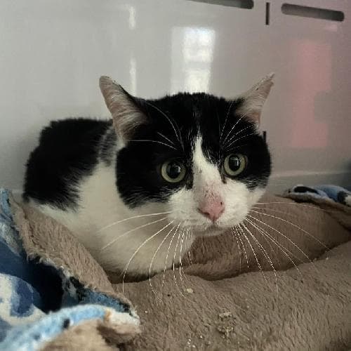 Photo principale de FIGARO