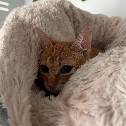 Photo principale de GERTRUDE