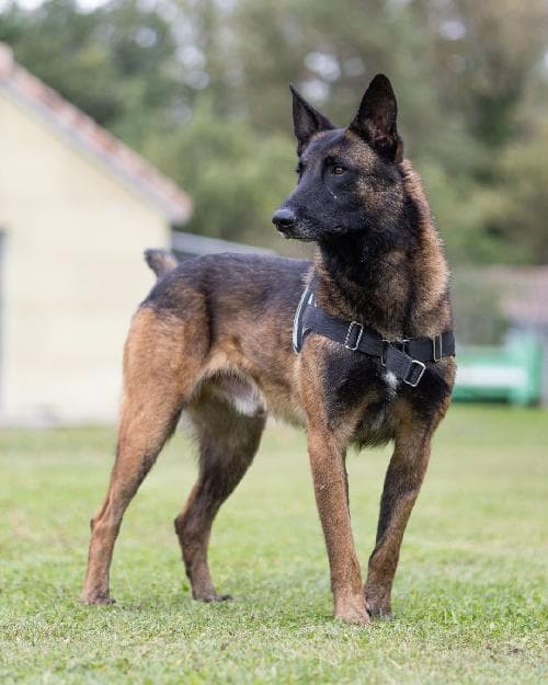 Photo principale de REX DE LA FONTAINE DE CALI