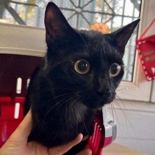 Photo principale de TONKA / JAVA