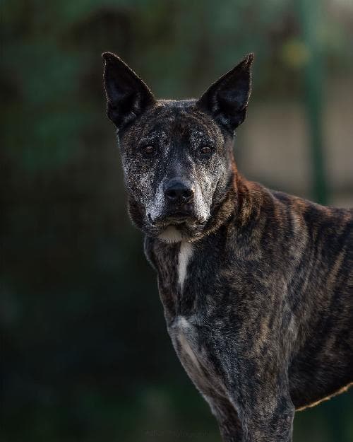 Photo principale de TITUS