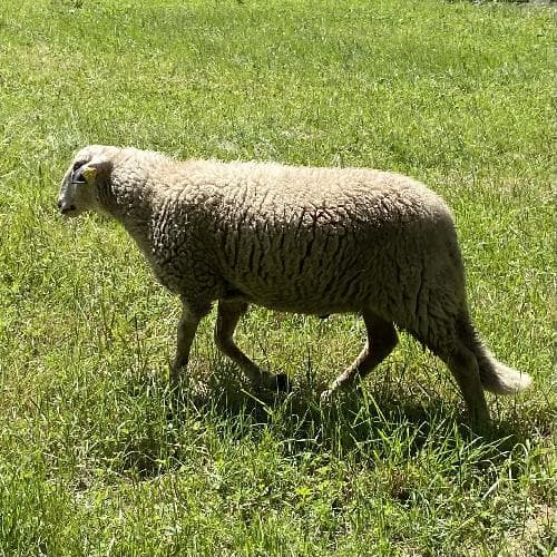COTON