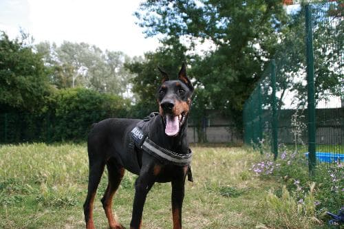 Main photo of RAMSES