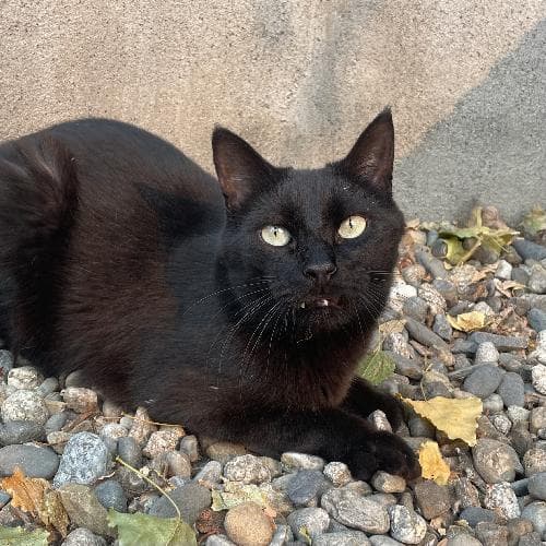 Photo principale de BERLIOZ